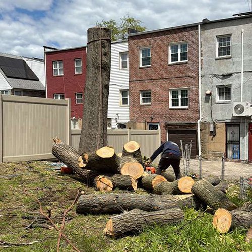 Salamanca Tree Removal