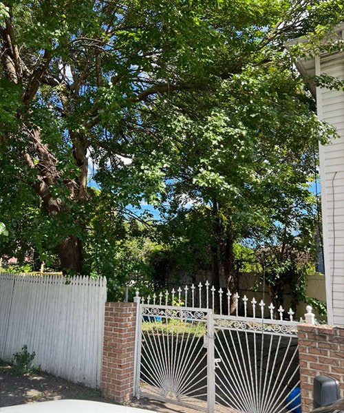  Salamanca Tree Removal Service