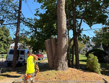 Tree Care Blog