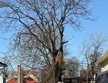 Stump Grinding Blog