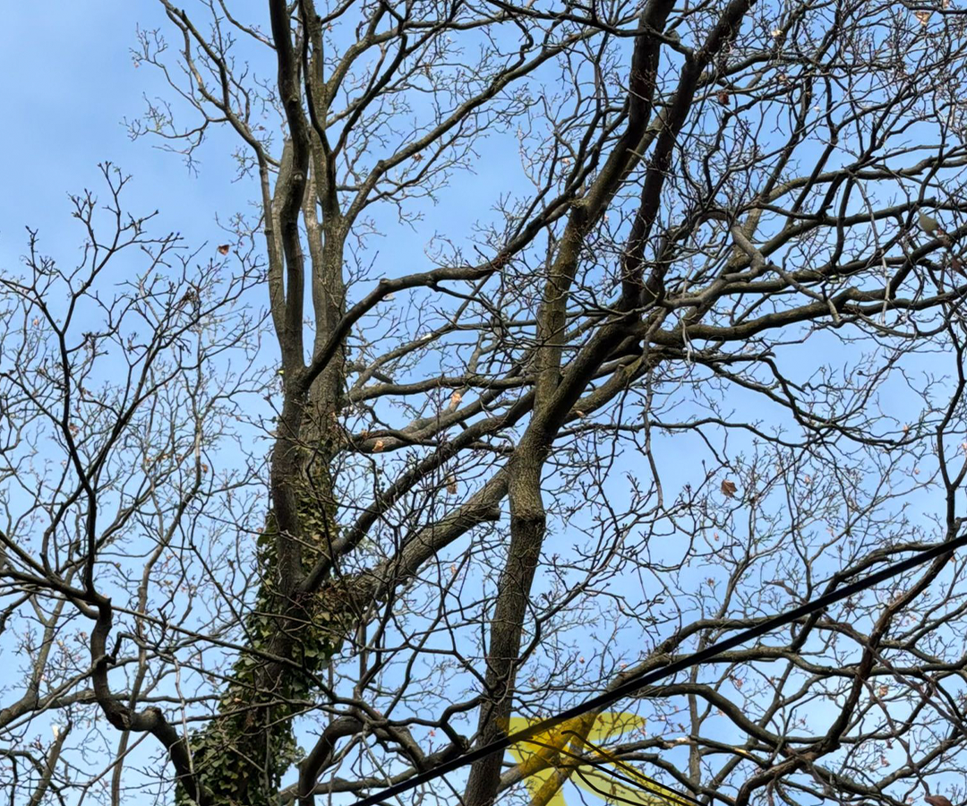 Tree Prunings