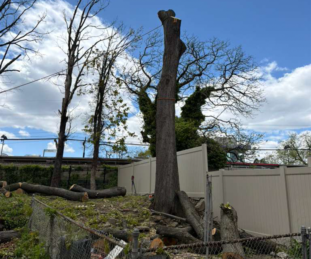 Tree Removal